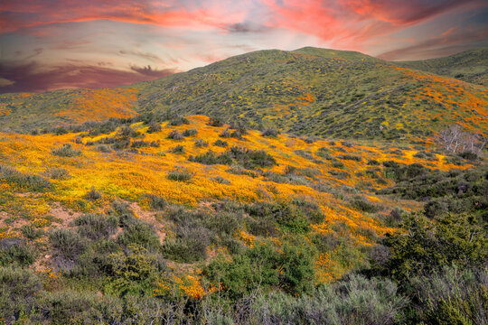 Sunset over the mountains with a wildflower superbloom in Riverside California