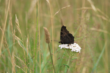Tagpfauenauge mit geschlossenen Flügeln zwischen Gräsern auf weißer Blüte