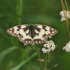 Schachbrettfalter auf weißen Blüten