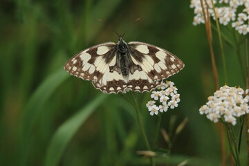 Schachbrettfalter auf weißen Blüten