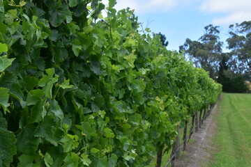 The lush green wineries of the Mornington Peninsula Shire in Victoria, Australia