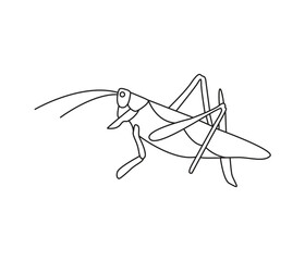 vector hand drawn Grasshopper insect in one line drawing 