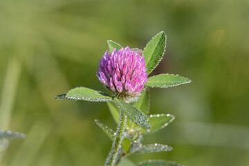 Flor de trebol