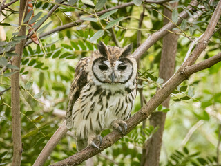 Búho mirando fijamente