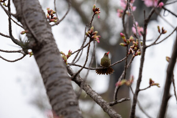 bird on a tree