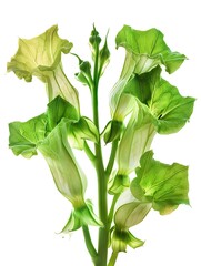 Obraz premium Green Bells of Ireland Isolated on White Background. Beautiful Bells of Ireland Flower