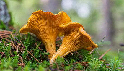 Golden mushroom Cantharellus cibarius. Close-up.
