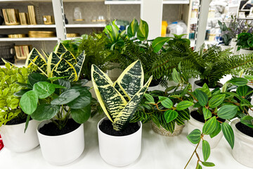 A store display of various potted artificial plants with lush green leaves arranged on a white surface