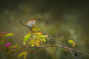Rufous humming bird,