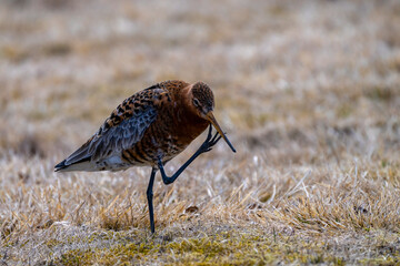 Brachvogel - ein Vogel mit langem dünnen Schnabel auf Island