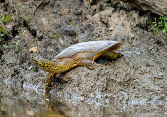 Spiny Softshell Turtle Apalone spinifera
