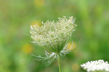 Emerging blossom of a Daucus carota, umbel of a Daucus carota, blossoms of carota