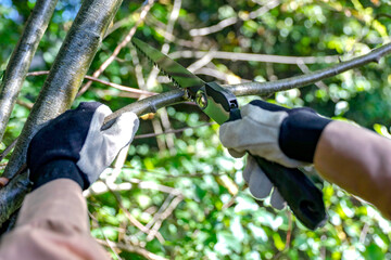 Obraz premium Autumn gardening and tree pruning. Woman's hand holding a garden tool handsaw and cutting tree branches. Autumn in the garden and cleaning work on sunny autumn day.