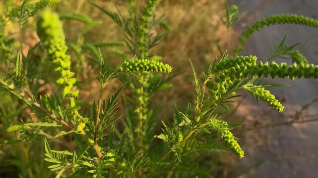 Ragweed flowering. Bushes of ragweed or ambrosia, causing allergic reactions to sensitive population. Ambrosia artemisiifolia flowers