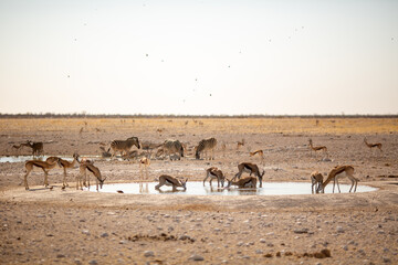 Zebras and Antelopes at the Waterhole