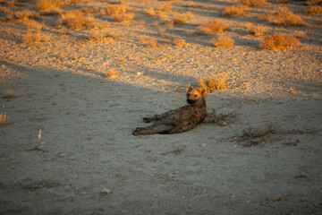 Hyena Relaxing in the wild in Africa
