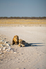 Obraz premium Lions in love