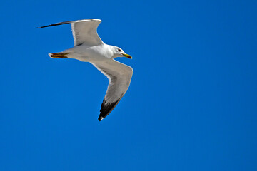 Mittelmeermöwe // Yellow-legged gull (Larus michahellis) - Greece