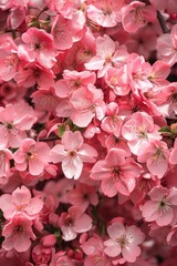 Sakura blossoms background. Pink cherry tree flowers in bloom. Colourful spring floral theme