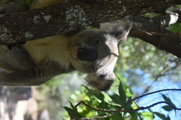 An adorable cute and fluffy koala bear in the wild yawning, sleeping and winking from a tree on...