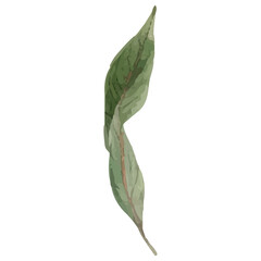 Watercolor illustration of a single green leaf on a white background.