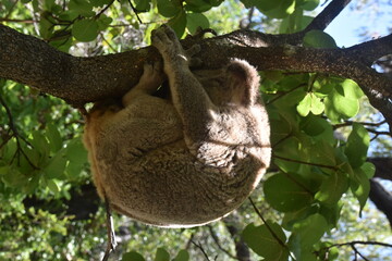 An adorable cute and fluffy koala bear in the wild yawning, sleeping and winking from a tree on Magnetic Island in Australia © ChrisOvergaard