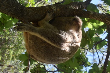 An adorable cute and fluffy koala bear in the wild yawning, sleeping and winking from a tree on Magnetic Island in Australia