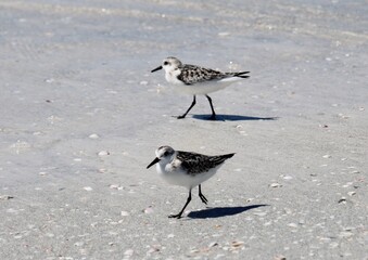seagulls on the beach