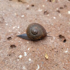 snail on the beach