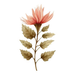 Watercolor painting of a delicate pink flower with brown leaves.