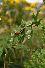 Caterpillar on leaf 
