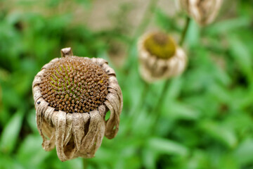 Decaying and dead flower heads of Leucanthemum blooms
