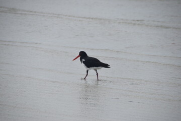 Black seabirds on whitsundays 