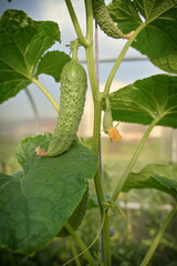 Organic cucumbers cultivation. Closeup of fresh green vegetables ripening in glasshouse