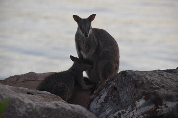 Cute baby wallabies with their mom on the rocks of Magnetic Island, Australia