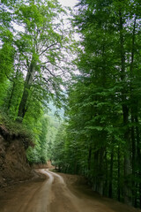 Obraz premium road in the forest