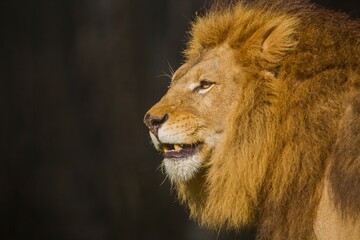 Fototapeta premium Lions, known as the kings of the earth in the wild, look scary with their large heads. This lion in the Kalahari desert looks scary with its majesty.