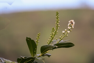 honey bee on a flower