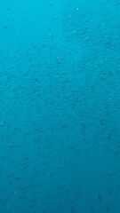 Underwater photography of the fish and corals at the Great Barrier Reef