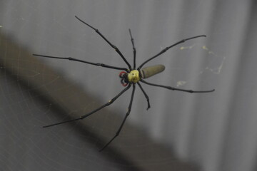 Close up of large black and yellow australian spiders in a web