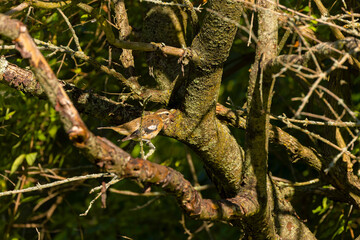 Rose-breasted Grosbeak (Pheucticus ludovicianus). Female  in Wisconsin state park