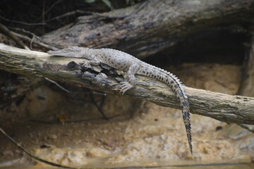 A cute baby crocodile in the Daintree rainforest in Queensland, australia