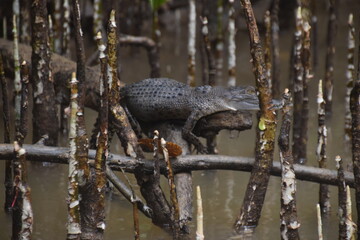 A cute baby crocodile in the Daintree rainforest in Queensland, australia