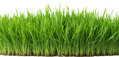 Thick patch of green grass with roots, isolated against transparent background