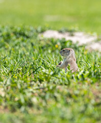 Badlands South Dakota Prairie Dog standing on haunches, holding food in hand looking off into the distance hiding in grass