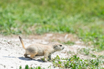 Badlands South Dakota small Prairie Dog looking alert in the grass full body