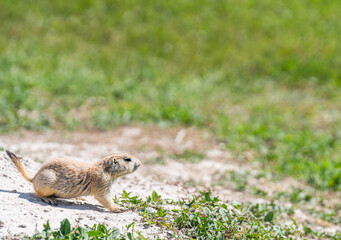 Badlands South Dakota small Prairie Dog looking alert in the grass 