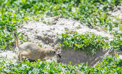 Badlands South Dakota Prairie Dog running into a burrow