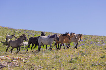 Fototapeta premium Wild Horses in Summer in the Pryor Mountains of Montana