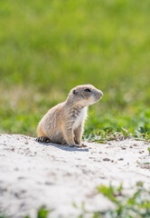 Badlands South Dakota Prairie Dog looking around curious 